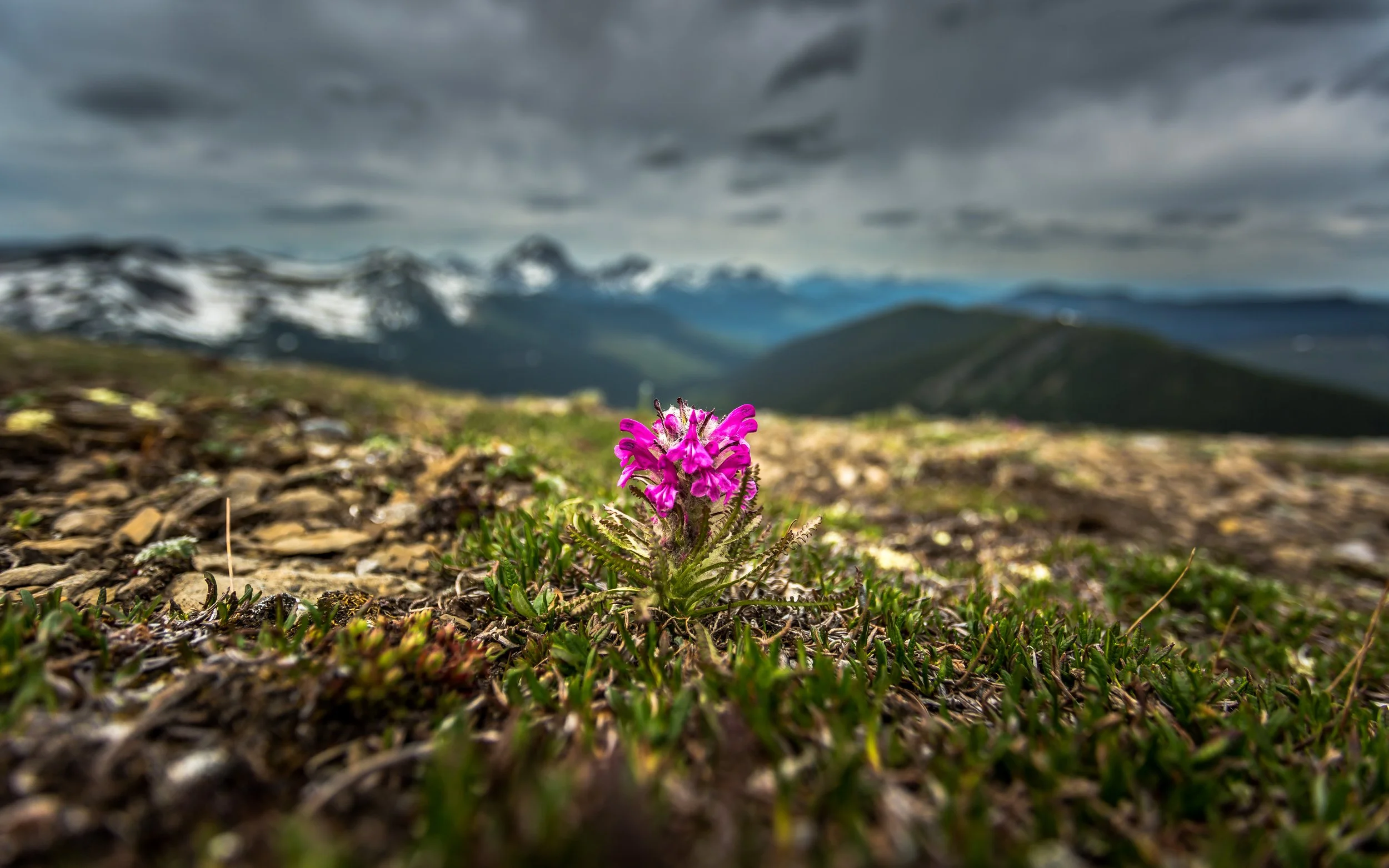 Holzworth Meadows — Visit Tumbler Ridge